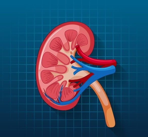 nephrology